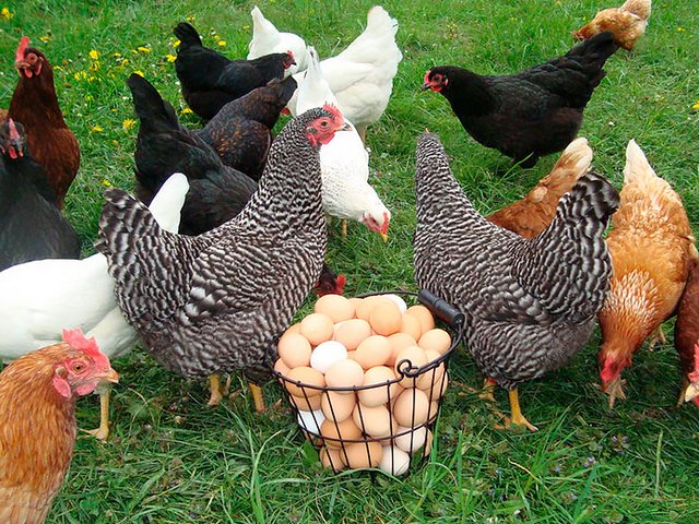 Содержание кур и уход за ними | ЗооТом - продажа, вязка и услуги для животных в Кодинске