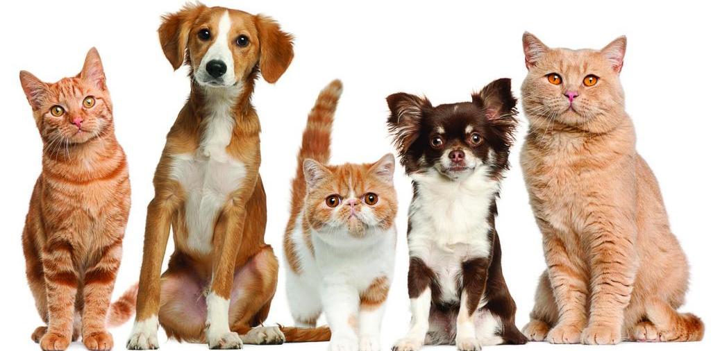 Доска объявлений о животных | ЗооТом - продажа, вязка и услуги для животных в Кодинске