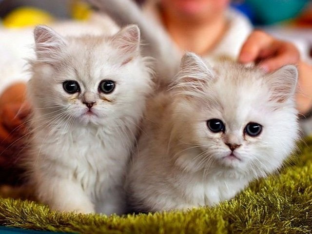 Породы кошек в Кодинске | ЗооТом портал о животных