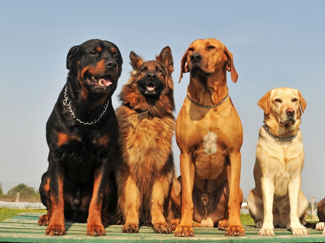 Крупные породы собак в Кодинске | ЗооТом портал о животных